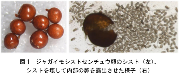図1：ジャガイモシストセンチュウ類のシスト（左）、シストを壊して内部の卵を露出させた様子（右）