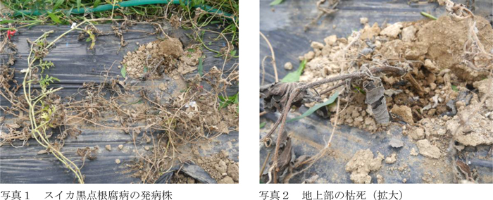 写真1：スイカ黒点根腐病の発病株、写真2：地上部の枯死（拡大）（提供：福島県病害虫防除所）