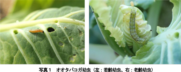 写真1：オオタバコガ幼虫（左：若齢幼虫、右：老齢幼虫）（提供：兵庫県病害虫防除所）