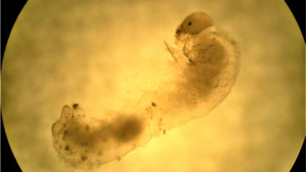 3齢幼虫の顕微鏡像（体長3～4mm）（写真提供：福岡県病害虫防除所）