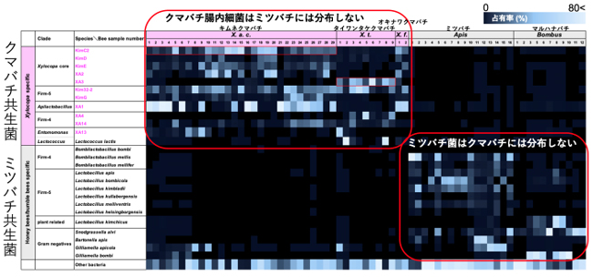 クマバチ属の腸内細菌叢とミツバチ腸内細菌叢を構成する細菌種の分布（メタ16S rRNA遺伝子解析）