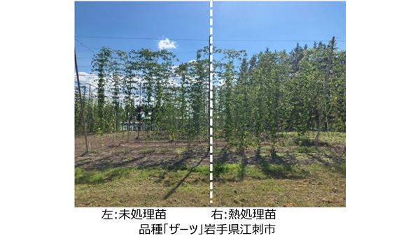 ホップ苗に高温・乾燥耐性を付与する技術を開発　気候変動に対応したビール原料供給へ　キリンHD.jpg