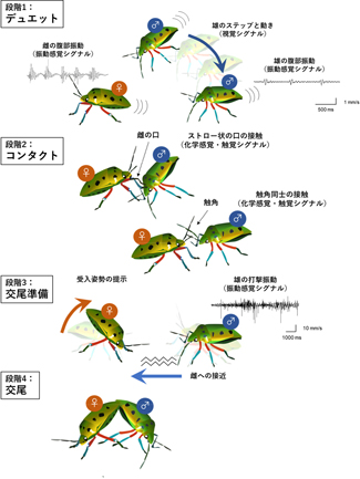 ナナホシキンカメムシの一連の求愛行動。まるでダンスを踊っているかのように、多様な行動パターンを順番に行う