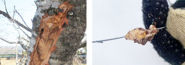 左から、写真1：樹皮を剥がして確認した排糞孔、写真2：針金で刺殺して採取した幼虫（提供：岐阜県病害虫防除所）