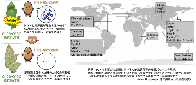 トマトの免疫システムを回避する病原菌の変異メカニズムを解明　摂南大学