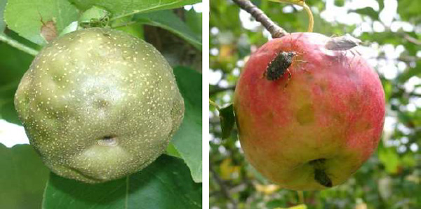 ナシ、リンゴの被害（写真提供：山口県病害虫防除所）