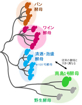 南島1号酵母の採取と特徴