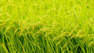【注意報】普通期水稲 紋枯病　県内全域で多発のおそれ　長崎県