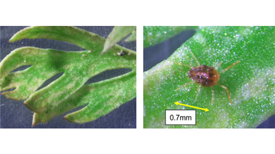 【特殊報】にんじんにホモノハダニ　県内で初めて確認　兵庫県