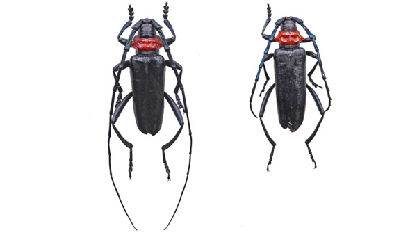 写真1：生産園地で捕獲されたクビアカツヤカミキリ成虫の雄（左）と雌（写真提供：兵庫県病害虫防除所）