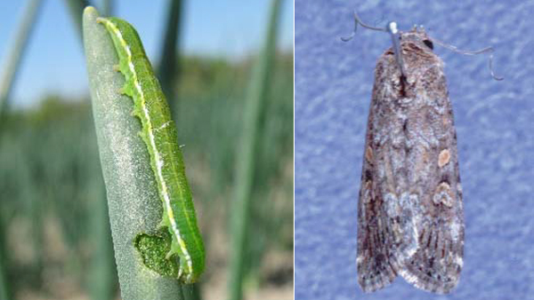 ネギの葉を加害するシロイチモジヨトウ幼虫（左）、シロイチモジヨトウ成虫（写真提供：大阪府環境農林水産部農政室）