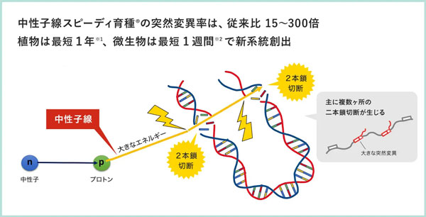 非GMOの高速育種技術 中性子線スピーディ育種のメカニズム