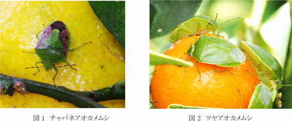 左から、図1：チャバネアオカメムシ、図2：ツヤアオカメムシ（提供：高知県病害虫防除所）