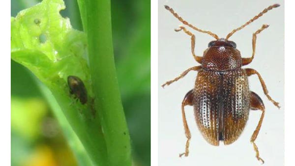 ホオズキ栽培ほ場でタバコノミハムシの発生を確認　熊本県