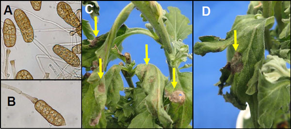 佐賀県内の罹病株から分離した Stemphylium lycopersici の分生子（A、B）および接種試験で再現されたキク小斑点病の病徴（C、D）（写真提供：佐賀県農業技術防除センター）