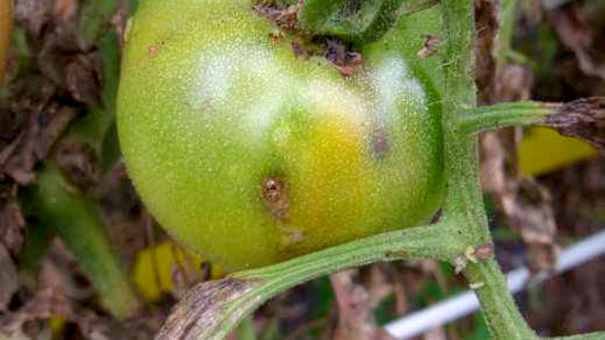 トマトキバガ幼虫による食害（果実）（写真提供：熊本県病害虫防除所）