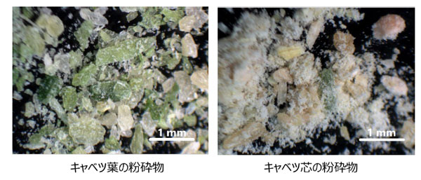 キャベツ芯部由来粗粉末の活用イメージ