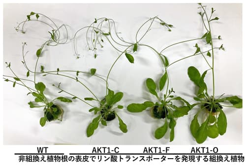 図2：リン酸トランスポーターを強化したシロイヌナズナ（通常リン酸条件）