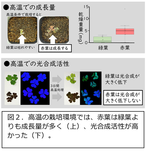 高温の栽培環境では赤葉は緑葉より成長量が多い