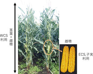 ほ場での「トレイヤ」の草姿（左）と雌穂（右）、飼料としての利用部位