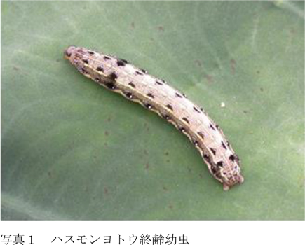 写真1：ハスモンヨトウ終齢幼虫（提供：福島県病害虫防除所）