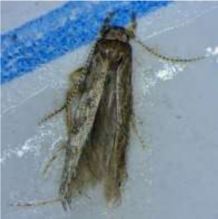 写真1：フェロモントラップで誘殺された成虫（写真提供：島根県農業技術センター）