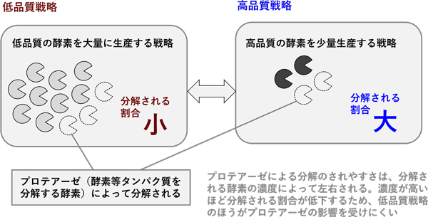 「酵素劣化仮説」の概要