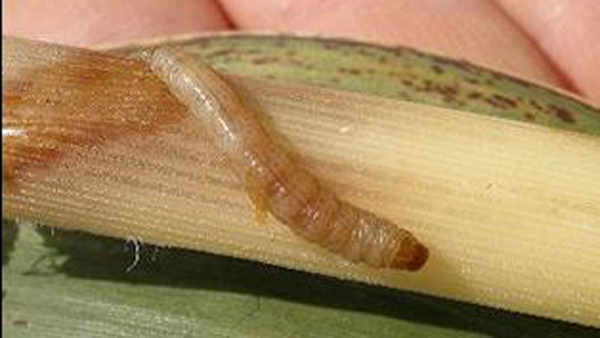 カンシャシンクイハマキの幼虫（写真提供：沖縄県病害虫防除所）