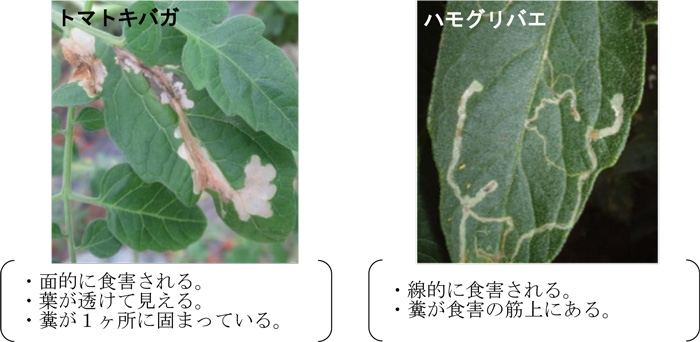 写真1：トマトキバガによる食害痕（左）とハモグリバエによる食害痕（提供：熊本県病害虫防除所）