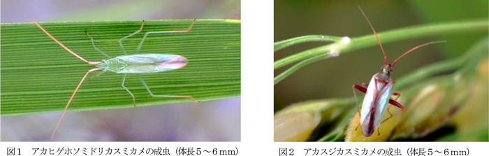 図1：アカヒゲホソミドリカスミカメの成虫（体長5～6mm）と図2：アカスジカスミカメの成虫（体長5～6mm）（提供：長野県農業試験場）