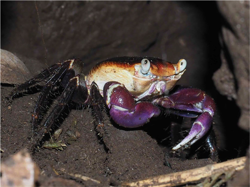 原生自然の分解者、カクレイワガニ