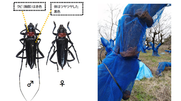 クビアカツヤカミキリの成虫（左）、樹幹から排出された大量の フラス（かつらぎ町スモモ園：令和3年3月撮影）現在は全樹伐採（写真提供：和歌山県農作物病害虫防除所）