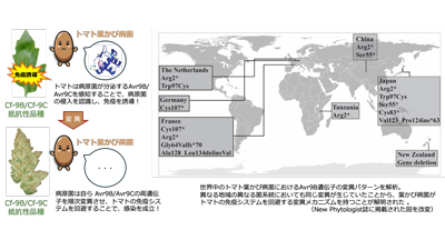 トマトの免疫システムを回避する病原菌の変異メカニズムを解明　摂南大学s.jpg