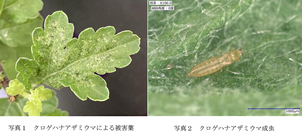 写真1：クロゲハナアザミウマによる被害葉と写真2：クロゲハナアザミウマ成虫（提供：奈良県病害虫防除所）