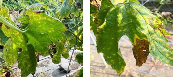 左から、写真1：葉の斑点症状、写真2：病徴が進行し縁が枯れた葉（提供：群馬県農業技術センター）