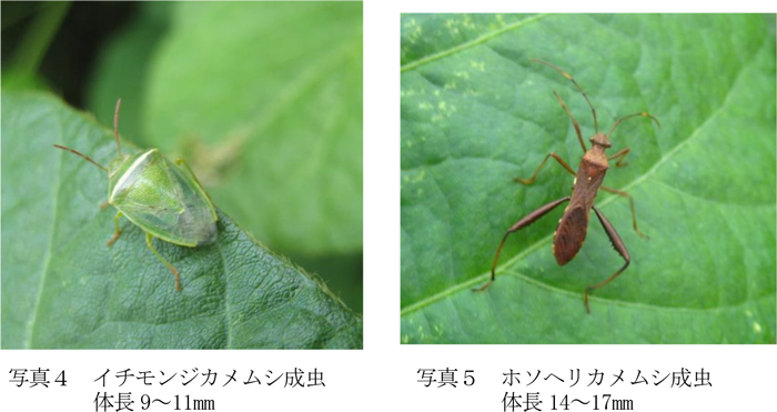 写真4：イチモンジカメムシ成虫体長9～11mm、写真5：ホソヘリカメムシ成虫体長14～17mm（提供：京都府病害虫防除所）