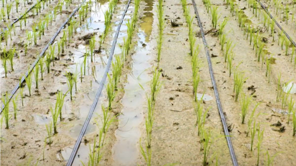 田植え後、水を落として点滴灌水システムおよび点滴チューブを設置した直後の様子