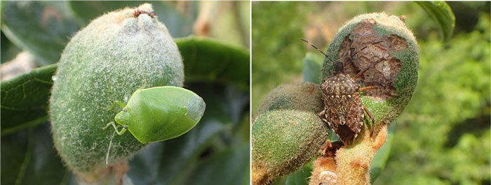 ビワ幼果を加害する果樹カメムシ類。ツヤアオカメムシ（左）とクサギカメムシ（4月19日撮影）（写真提供：山口県病害虫防除所）