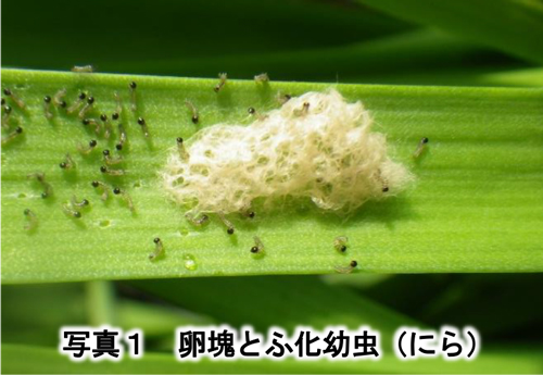 写真1：卵塊とふ化幼虫（にら）（提供：栃木県農業総合研究センター）