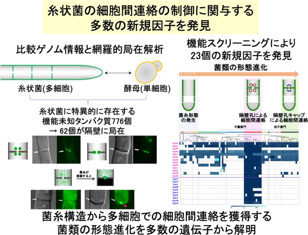 「多細胞生物」糸状菌の細胞つなぐ穴を制御　多数の因子を発見　農研機構ほか