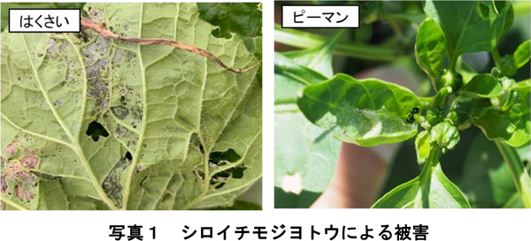 写真1：シロイチモジヨトウによる被害（提供：兵庫県病害虫防除所）