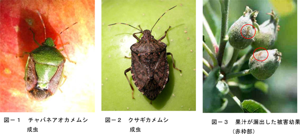 図1：チャバネアオカメムシ成虫、図2：クサギカメムシ成虫、図3：果汁が漏出した被害幼果（赤枠部）（提供：秋田県病害虫防除所）