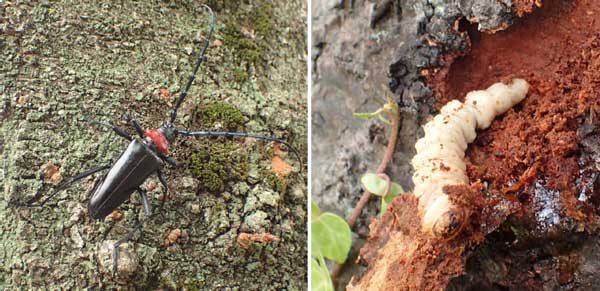 クビアカツヤカミキリの成虫（左）と幼虫。 クビアカツヤカミキリの幼虫は、サクラやモモなどのバラ科樹木の内部を食い荒らす