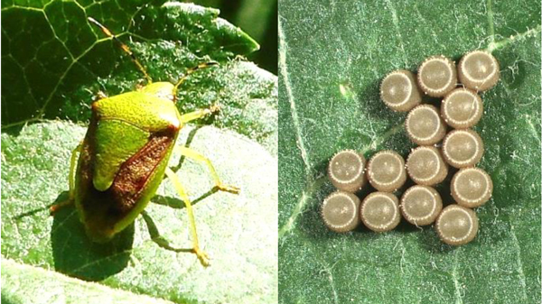 【注意報】りんごに果樹カメムシ類　県下全域で多発のおそれ　岩手県.jpg