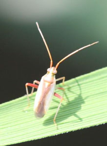 アカスジカスミカメ成虫（体長約6ミリ）（写真提供：富山県農林水産総合技術センター農業研究所）