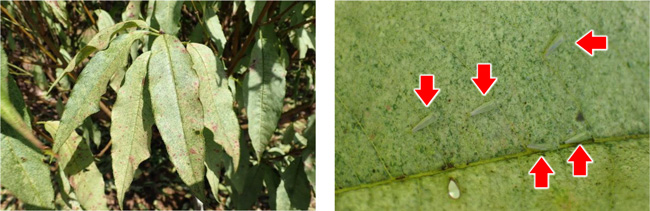 図1：ハナモモにおける葉の白化症状図（左）、図2：被害葉に寄生するヨコバイ類（矢印：ヨコバイ類の成虫）（写真提供：静岡県病害虫防除所）
