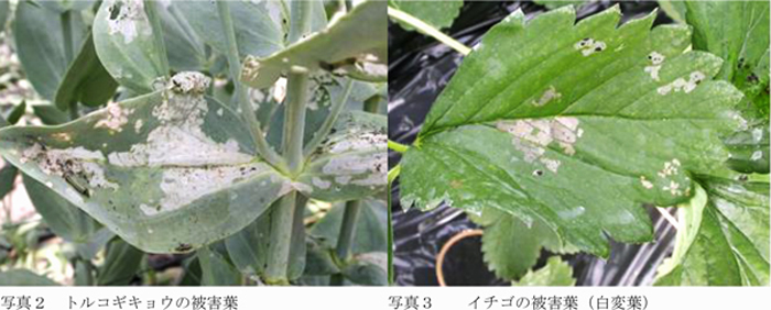 写真2：トルコギキョウの被害葉、写真3：イチゴの被害葉（白変葉）（提供：福島県病害虫防除所）