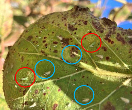 図4：葉裏に寄生した成虫（赤丸）と幼虫の脱皮殻（青丸）（提供：高知県病害虫防除所）