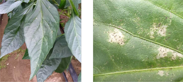 写真1：かすり症状の食害痕、写真2：かすり症状の食害痕（拡大）（提供：茨城県病害虫防除所）