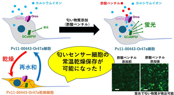 図1：乾燥保存可能な匂いセンサーPv11培養細胞の仕組み